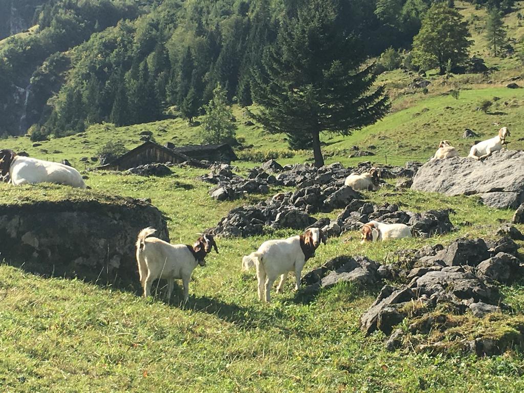 Bellavista Daire Brand  Dış mekan fotoğraf